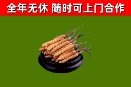 潍坊回收冬虫夏草